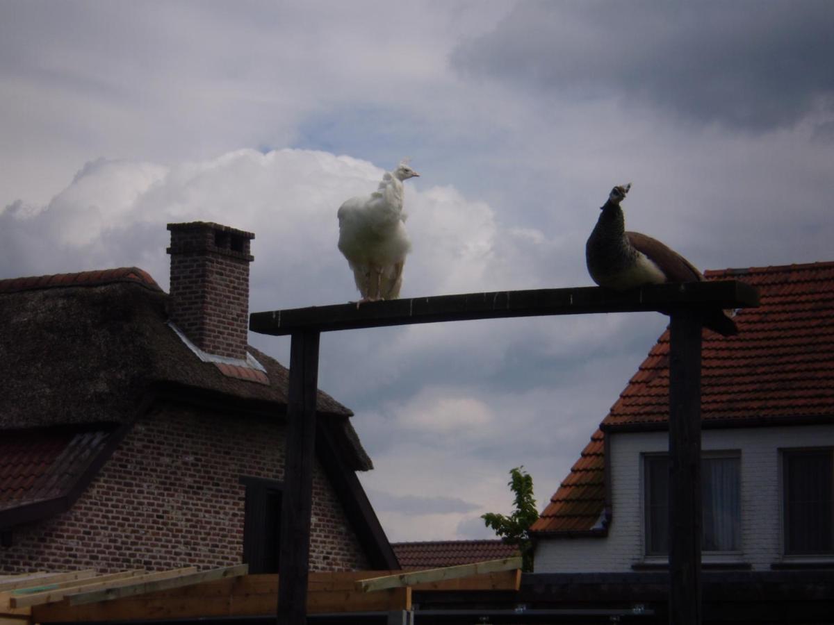 Vakantieverblijf-Beestenboel Retie Luaran gambar